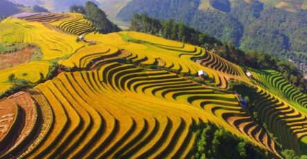 Những thửa ruộng bậc thang tại Mù Cang Chải nhuộm sắc vàng óng ả, tạo nên nấc thang lên thiên đường giữa đại ngàn Yên Bái.